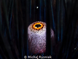 Big Brother's eye. by Michal Rysniak 